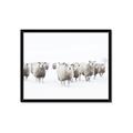 Picture of Sheep Party _GroupedProduct_Rectangle_Landscape_Photography _GroupedProduct_Rectangle_Landscape_Framed_Matted_