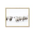 Picture of Sheep Party _GroupedProduct_Rectangle_Landscape_Photography _GroupedProduct_Rectangle_Landscape_Framed_Matted_