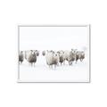 Picture of Sheep Party _GroupedProduct_Rectangle_Landscape_Photography _GroupedProduct_Rectangle_Landscape_Framed_Matted_