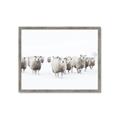 Picture of Sheep Party _GroupedProduct_Rectangle_Landscape_Photography _GroupedProduct_Rectangle_Landscape_Framed_Matted_