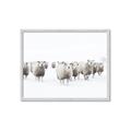 Picture of Sheep Party _GroupedProduct_Rectangle_Landscape_Photography _GroupedProduct_Rectangle_Landscape_Framed_Matted_