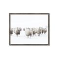Picture of Sheep Party _GroupedProduct_Rectangle_Landscape_Photography _GroupedProduct_Rectangle_Landscape_Framed_Matted_
