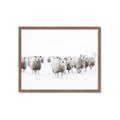 Picture of Sheep Party _GroupedProduct_Rectangle_Landscape_Photography _GroupedProduct_Rectangle_Landscape_Framed_Matted_