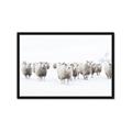 Picture of Sheep Party _GroupedProduct_Rectangle_Landscape_Photography _GroupedProduct_Rectangle_Landscape_Framed_Matted_