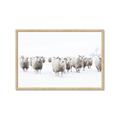 Picture of Sheep Party _GroupedProduct_Rectangle_Landscape_Photography _GroupedProduct_Rectangle_Landscape_Framed_Matted_