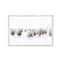 Picture of Sheep Party _GroupedProduct_Rectangle_Landscape_Photography _GroupedProduct_Rectangle_Landscape_Framed_Matted_