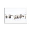 Picture of Sheep Party _GroupedProduct_Rectangle_Landscape_Photography _GroupedProduct_Rectangle_Landscape_Framed_Matted_