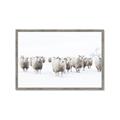 Picture of Sheep Party _GroupedProduct_Rectangle_Landscape_Photography _GroupedProduct_Rectangle_Landscape_Framed_Matted_