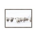 Picture of Sheep Party _GroupedProduct_Rectangle_Landscape_Photography _GroupedProduct_Rectangle_Landscape_Framed_Matted_