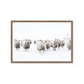 Picture of Sheep Party _GroupedProduct_Rectangle_Landscape_Photography _GroupedProduct_Rectangle_Landscape_Framed_Matted_