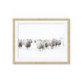 Picture of Sheep Party _GroupedProduct_Rectangle_Landscape_Photography _GroupedProduct_Rectangle_Landscape_Framed_Matted_