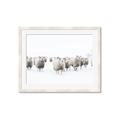 Picture of Sheep Party _GroupedProduct_Rectangle_Landscape_Photography _GroupedProduct_Rectangle_Landscape_Framed_Matted_