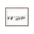 Picture of Sheep Party _GroupedProduct_Rectangle_Landscape_Photography _GroupedProduct_Rectangle_Landscape_Framed_Matted_