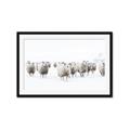 Picture of Sheep Party _GroupedProduct_Rectangle_Landscape_Photography _GroupedProduct_Rectangle_Landscape_Framed_Matted_
