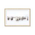 Picture of Sheep Party _GroupedProduct_Rectangle_Landscape_Photography _GroupedProduct_Rectangle_Landscape_Framed_Matted_