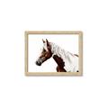 Picture of Spotted Horse _GroupedProduct_Rectangle_Landscape_Photography _GroupedProduct_Rectangle_Landscape_Framed_Matted_