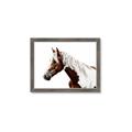Picture of Spotted Horse _GroupedProduct_Rectangle_Landscape_Photography _GroupedProduct_Rectangle_Landscape_Framed_Matted_