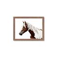 Picture of Spotted Horse _GroupedProduct_Rectangle_Landscape_Photography _GroupedProduct_Rectangle_Landscape_Framed_Matted_