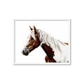 Picture of Spotted Horse _GroupedProduct_Rectangle_Landscape_Photography _GroupedProduct_Rectangle_Landscape_Framed_Matted_