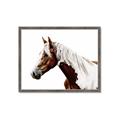 Picture of Spotted Horse _GroupedProduct_Rectangle_Landscape_Photography _GroupedProduct_Rectangle_Landscape_Framed_Matted_