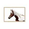 Picture of Spotted Horse _GroupedProduct_Rectangle_Landscape_Photography _GroupedProduct_Rectangle_Landscape_Framed_Matted_