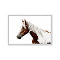 Picture of Spotted Horse _GroupedProduct_Rectangle_Landscape_Photography _GroupedProduct_Rectangle_Landscape_Framed_Matted_