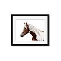 Picture of Spotted Horse _GroupedProduct_Rectangle_Landscape_Photography _GroupedProduct_Rectangle_Landscape_Framed_Matted_