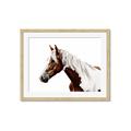 Picture of Spotted Horse _GroupedProduct_Rectangle_Landscape_Photography _GroupedProduct_Rectangle_Landscape_Framed_Matted_