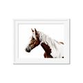 Picture of Spotted Horse _GroupedProduct_Rectangle_Landscape_Photography _GroupedProduct_Rectangle_Landscape_Framed_Matted_