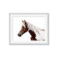 Picture of Spotted Horse _GroupedProduct_Rectangle_Landscape_Photography _GroupedProduct_Rectangle_Landscape_Framed_Matted_