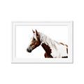 Picture of Spotted Horse _GroupedProduct_Rectangle_Landscape_Photography _GroupedProduct_Rectangle_Landscape_Framed_Matted_