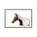 Picture of Spotted Horse _GroupedProduct_Rectangle_Landscape_Photography _GroupedProduct_Rectangle_Landscape_Framed_Matted_