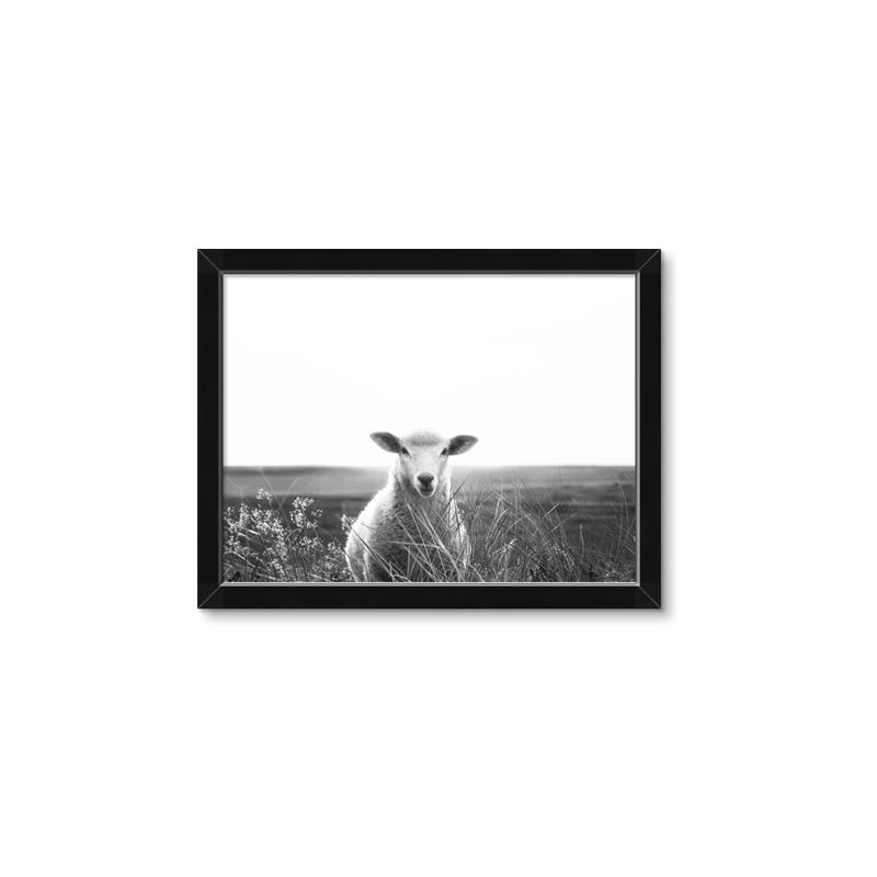 Picture of Field Sheep  _GroupedProduct_Rectangle_Landscape_Photography _GroupedProduct_Rectangle_Landscape_Framed_Matted_