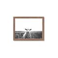 Picture of Field Sheep  _GroupedProduct_Rectangle_Landscape_Photography _GroupedProduct_Rectangle_Landscape_Framed_Matted_