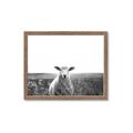 Picture of Field Sheep  _GroupedProduct_Rectangle_Landscape_Photography _GroupedProduct_Rectangle_Landscape_Framed_Matted_