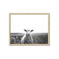 Picture of Field Sheep  _GroupedProduct_Rectangle_Landscape_Photography _GroupedProduct_Rectangle_Landscape_Framed_Matted_