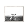 Picture of Field Sheep  _GroupedProduct_Rectangle_Landscape_Photography _GroupedProduct_Rectangle_Landscape_Framed_Matted_