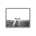 Picture of Field Sheep  _GroupedProduct_Rectangle_Landscape_Photography _GroupedProduct_Rectangle_Landscape_Framed_Matted_