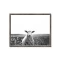 Picture of Field Sheep  _GroupedProduct_Rectangle_Landscape_Photography _GroupedProduct_Rectangle_Landscape_Framed_Matted_