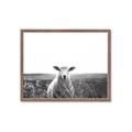 Picture of Field Sheep  _GroupedProduct_Rectangle_Landscape_Photography _GroupedProduct_Rectangle_Landscape_Framed_Matted_