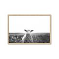 Picture of Field Sheep  _GroupedProduct_Rectangle_Landscape_Photography _GroupedProduct_Rectangle_Landscape_Framed_Matted_