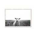 Picture of Field Sheep  _GroupedProduct_Rectangle_Landscape_Photography _GroupedProduct_Rectangle_Landscape_Framed_Matted_
