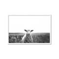 Picture of Field Sheep  _GroupedProduct_Rectangle_Landscape_Photography _GroupedProduct_Rectangle_Landscape_Framed_Matted_