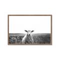 Picture of Field Sheep  _GroupedProduct_Rectangle_Landscape_Photography _GroupedProduct_Rectangle_Landscape_Framed_Matted_