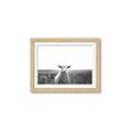 Picture of Field Sheep  _GroupedProduct_Rectangle_Landscape_Photography _GroupedProduct_Rectangle_Landscape_Framed_Matted_
