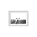 Picture of Field Sheep  _GroupedProduct_Rectangle_Landscape_Photography _GroupedProduct_Rectangle_Landscape_Framed_Matted_