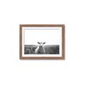 Picture of Field Sheep  _GroupedProduct_Rectangle_Landscape_Photography _GroupedProduct_Rectangle_Landscape_Framed_Matted_