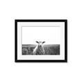 Picture of Field Sheep  _GroupedProduct_Rectangle_Landscape_Photography _GroupedProduct_Rectangle_Landscape_Framed_Matted_