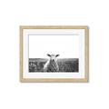 Picture of Field Sheep  _GroupedProduct_Rectangle_Landscape_Photography _GroupedProduct_Rectangle_Landscape_Framed_Matted_