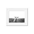 Picture of Field Sheep  _GroupedProduct_Rectangle_Landscape_Photography _GroupedProduct_Rectangle_Landscape_Framed_Matted_